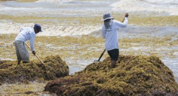 Abren vacante de hasta 16 mil pesos por limpieza de sargazo en Mahahual; ¿cómo aplicar para sargacer