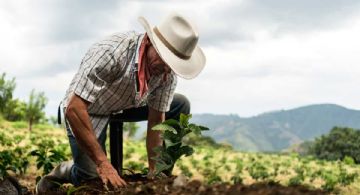 Sembrando Vida Quintana Roo: ¿Cuánto recibirán los beneficiarios en marzo 2025? Monto del apoyo