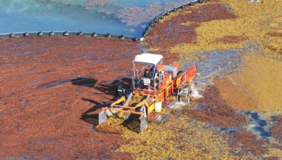Temporada de sargazo Quintana Roo 2025: Abrirán planta para el tratamiento del alga en el Caribe