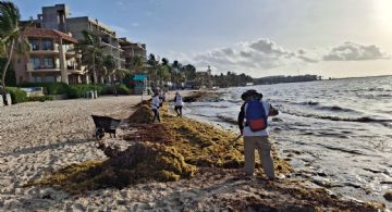 Temporada de sargazo Quintana Roo 2025: Realizan limpieza en siete municipios de la entidad