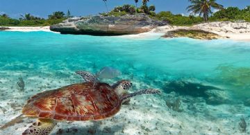 Ni Cancún ni Tulum: La playa poco conocida de Quintana Roo con aguas cristalinas en la que puedes nadar con tortugas