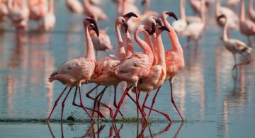 Los flamencos regresan a la Laguna Manatí en julio 2025; ¿en qué fechas se podrán observar?