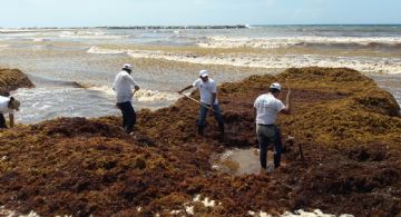 ¿Cómo va el combate al sargazo en playas de Quintana Roo en julio 2025? Avances rumbo a la temporada de verano