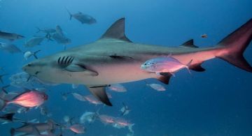 Festival del Tiburón Toro 2025 en Playa del Carmen: ¿Cuándo es y qué actividades habrá? Cartelera completa