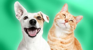 ¡Adopta un amigo de cuatro patas! Cancún invita a su gran Campaña de Adopción este domingo