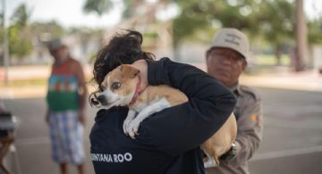 Caravana de Bienestar Animal en Cancún: ¿Cómo obtener una esterilización gratuita para tu mascota?