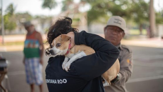 Caravana de Bienestar Animal en Cancún: ¿Cómo obtener una esterilización gratuita para tu mascota?