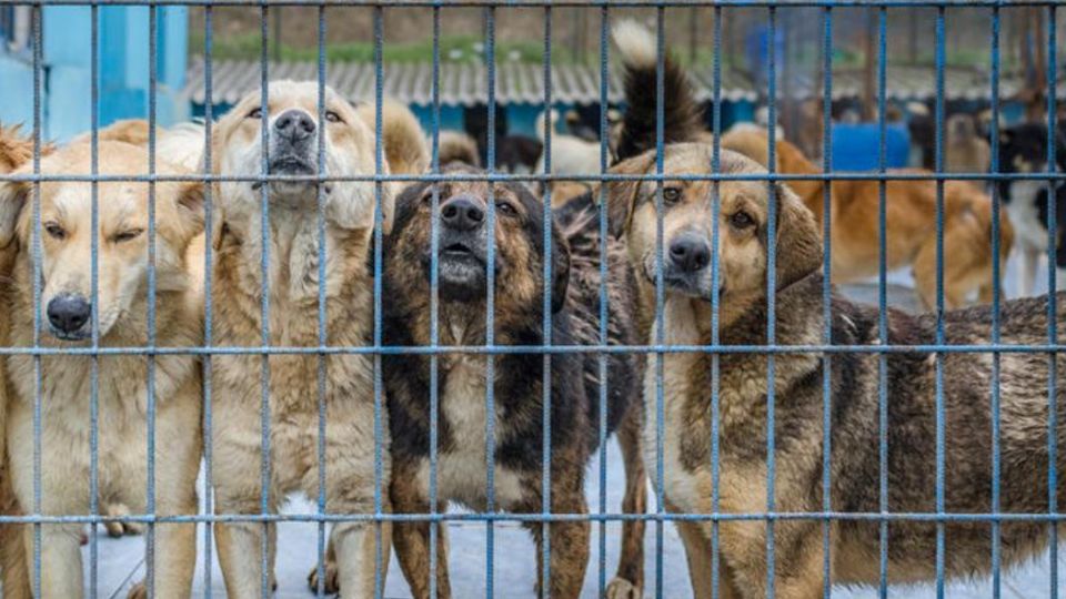 Refugios para animales en Quintana Roo con la llegada del huracán Beryl