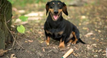 Vacuna contra la rabia en TULUM: módulos para proteger a tu perro o gato