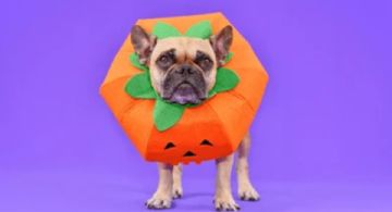 Concurso de Mascotas Disfrazadas en CANCÚN: Último día para registrar a michis y lomitos en el Janal Pixan