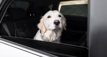 Vacunas antirrábicas GRATIS en Puerto Morelos: ¿dónde y cuándo proteger a tu perro?