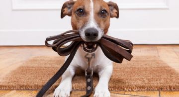 “Campaña de Adopción Responsable” en Cancún; buscan dar un hogar a perritos y gatitos rescatados