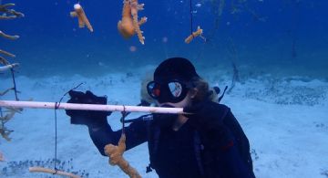 Registran avances en la recuperación de corales en Cozumel durante 2025