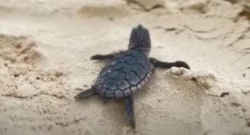 Convocan a voluntariado para proteger tortugas marinas en Cozumel durante temporada 2026