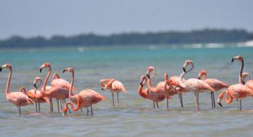 Vuelven los flamingos a Punta Coco en HOLBOX este 2025; ¿cómo llegar a esta zona?