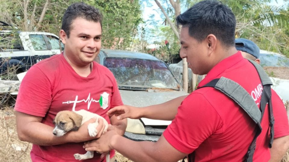 Los bomberos lograron rescatar al can sin ningún problema