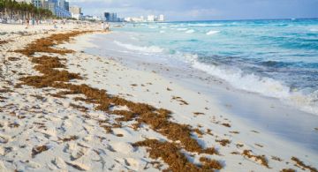 Estas son las playas de Quintana Roo con mayor llegada de sargazo hoy 11 de septiembre 2025