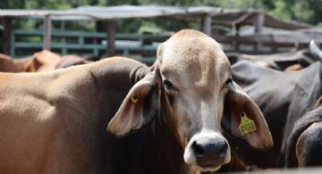 SEDARPE publica Reglas de Operación 2026 para fortalecer el campo en Quintana Roo, son las siguientes