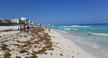 Semáforo de Sargazo en Playa del Carmen: ¿Cuál es el estado de las playas este jueves 19 de marzo?