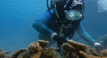 Analizan colocación de más módulos de arrecifes artificiales en el Meco