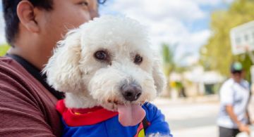 ¿Dónde están los módulos para vacunar a mi perro o gato contra la rabia en Puerto Morelos?