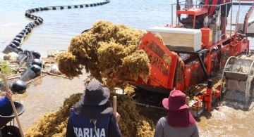 Prevén presencia manejable de sargazo en Semana Santa en la Costa Maya