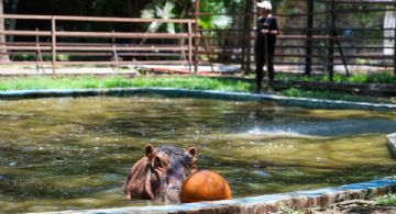 Mara Lezama presenta modernización integral del Zoológico Payo Obispo con inversión superior a 20 mdp