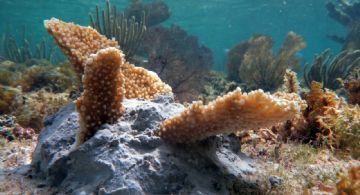 Tres arrecifes de Cozumel entran en descanso para favorecer recuperación coralina