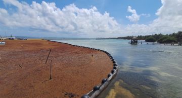 ADN Ambiental revela impacto del sargazo en ecosistemas marinos.