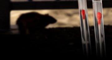 ¿Llega el Hantavirus a Quintana Roo? Esto es lo que dice el Gobierno de México
