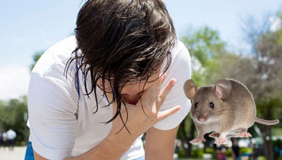 ¡Atención! ¿Cómo diferenciar los síntomas de Hantavirus 2026 a un golpe de calor si vives en QROO?