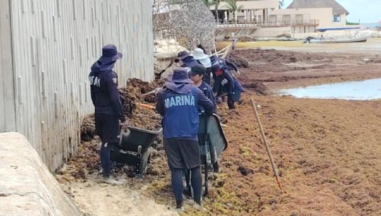 Más de 13 mil toneladas de sargazo han sido retiradas en playas de Playa del Carmen