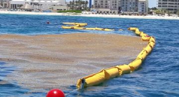 ¡Playas limpias! Instalarán barreras contras el sargazo en Cancún para evitar que llegue a la costa