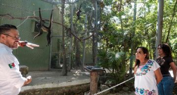 Este es el estado de salud de felinos rescatados en Akumal; reciben atención especializada tras decomiso de PROFEPA