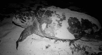 Cozumel reforzará vigilancia en zona oriental por inicio de temporada de arribo de tortugas marinas.
