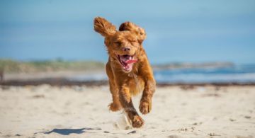 Playa del Carmen impone nuevas reglas obligatorias para llevar a tus mascotas a las playas