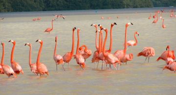 SEMARNAT deberá redefinir límites con ejidatarios de Holbox por ANP.