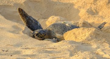 ¡Mascotas prohibidas! Playas de Cancún piden no llevar perros en temporada de anidación de tortugas 2026