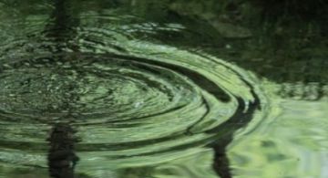 Preocupa salinización del agua dulce de Quintana Roo